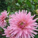 Dahlia x 'Poesie' fleur